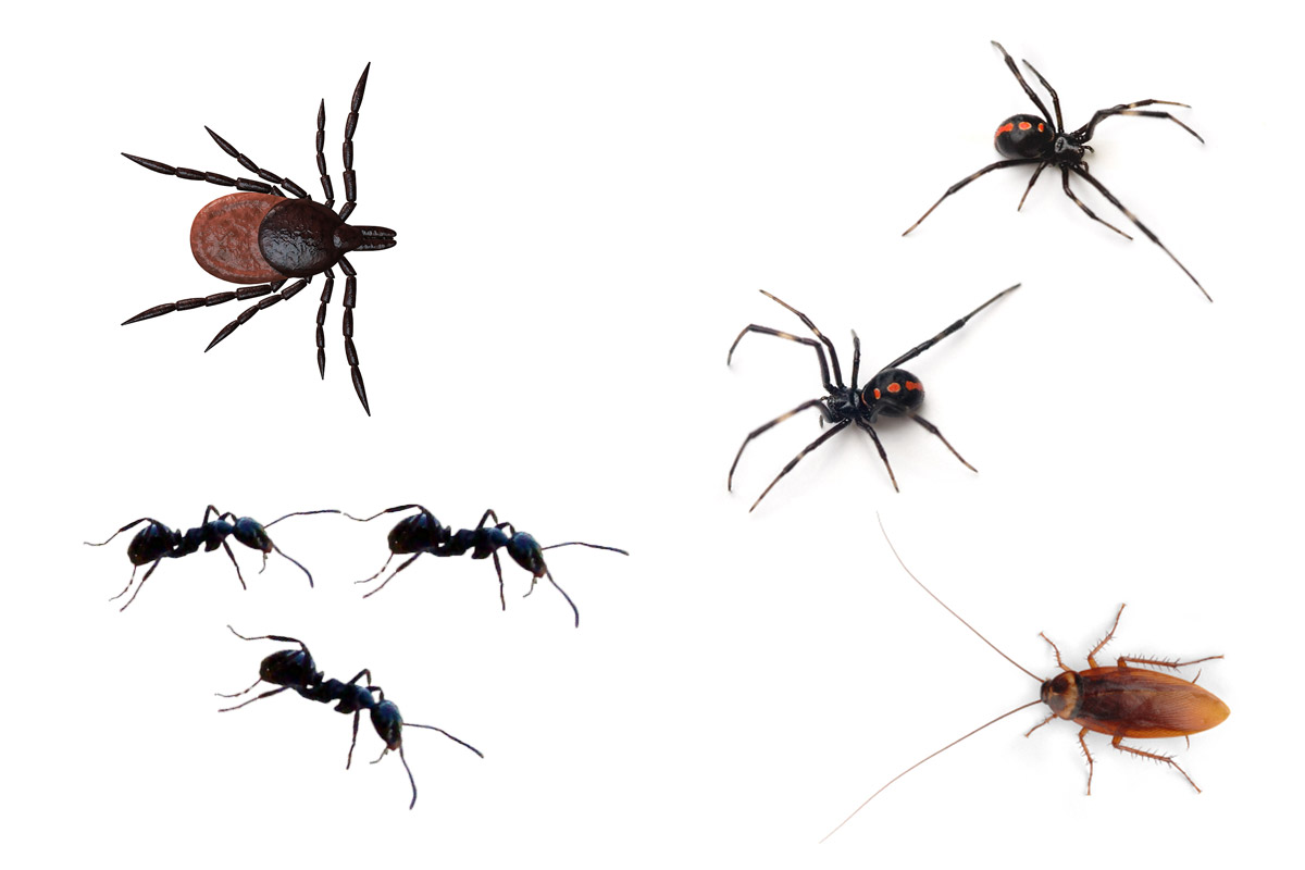 santa-barbara-pest-control-service-crawling-insects.jpg