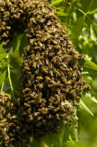 Honey Bee Swarm