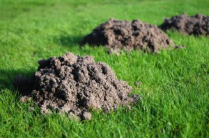 Gopher Holes in a Santa Barbara Lawn