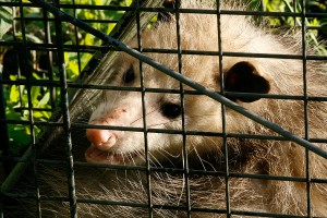 Live Possum Opossum Animal Trapped
