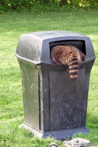 Live Racoon Trapping, Racoon inside of trashcan