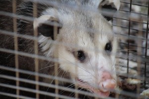 Santa Barbara County Opossum Live Animal in a trap