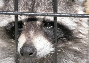 Racoon Trapped in Live Animal Trap Racoon Trapped in Live Animal Trap