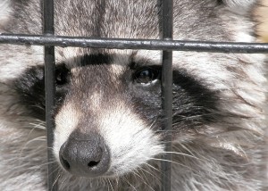 Racoon Trapped in Live Animal Trap