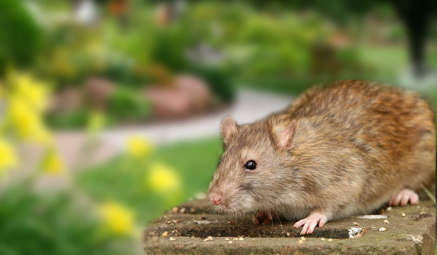 Rats and Mice Control in Santa Barbara