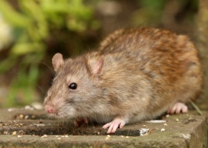 Rats around house Exterminator in Santa Barbara County