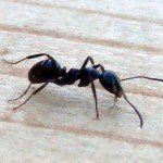 Got an Ant problem in Santa Barbara? Here’s 5 easy ways to send these insect pests packing!