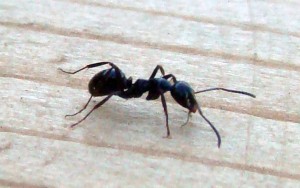 Santa Barbara Ant Pest Control