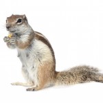 Santa Barbara’s Most Wanted: The Ground Squirrel Rodent Problem