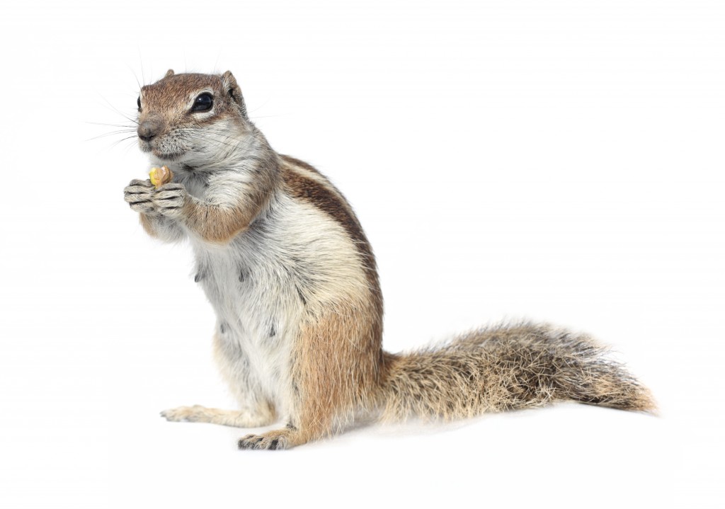 Squirrel Removal, Chipmunk Trapping