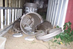 Raccoons raiding trashcans in Santa Barbara