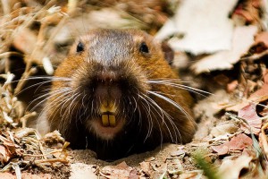 Gopher looking out of Gopher Hole in Santa Barbara, CA