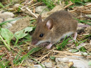 Mouse around structures in Santa Barbara 