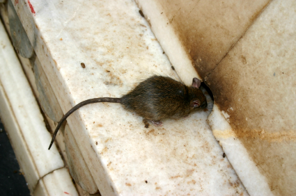 Rats and Mice Enter your home through holes in walls when they smell food sources