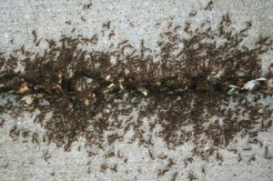 Ants Coming into the home in Santa Barbara
