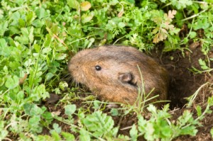 Peeking gopher, Gopher Holes, Santa Barbara, Exterminator, Pest Control