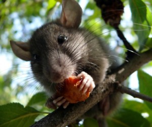 Rat in tree eating fruit, landscape, mouse