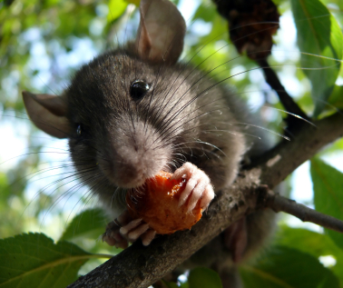 Why are there so many rats in Santa Barbara? So-Cal Pest 