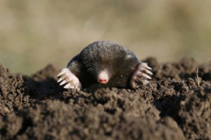 newslide-mole