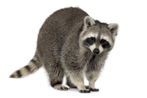 Raccoons