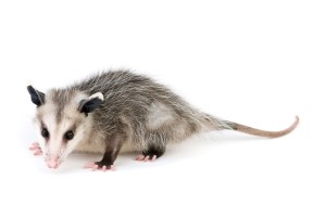 Opossums