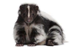 santa-barbara-pest-control-service-skunk-removal-live-trapping